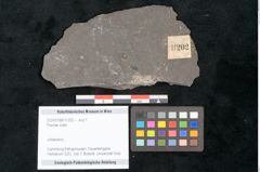Foto (Objekt + Etikett) von Plantae indet.  (NHMW-GEO-2024-0188-11202)